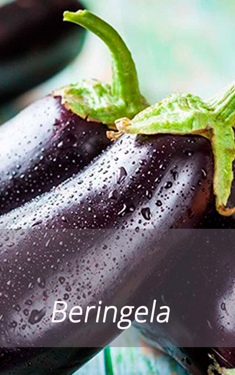 Beringela