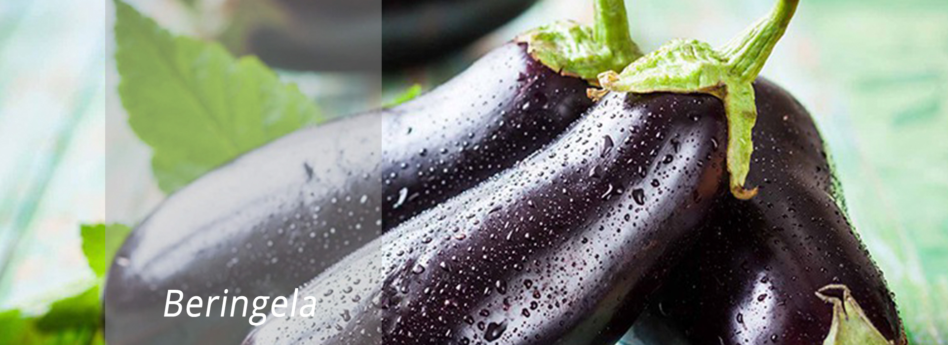 Beringela