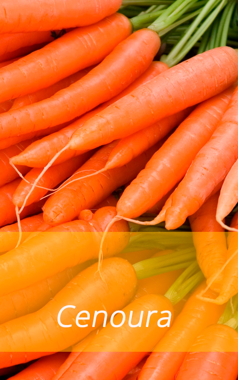 Cenoura