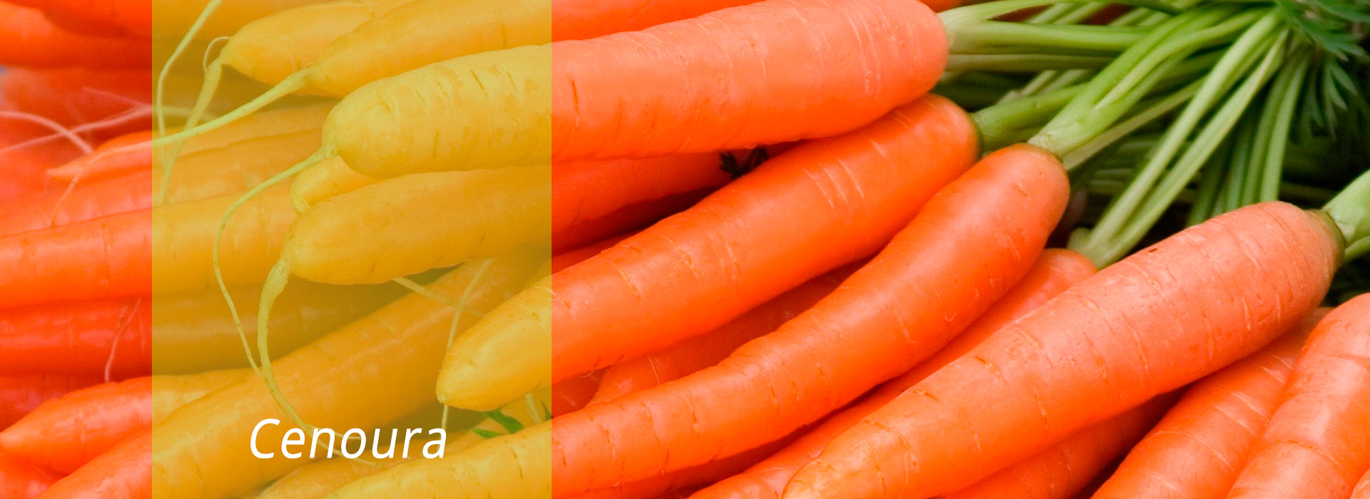 Cenoura