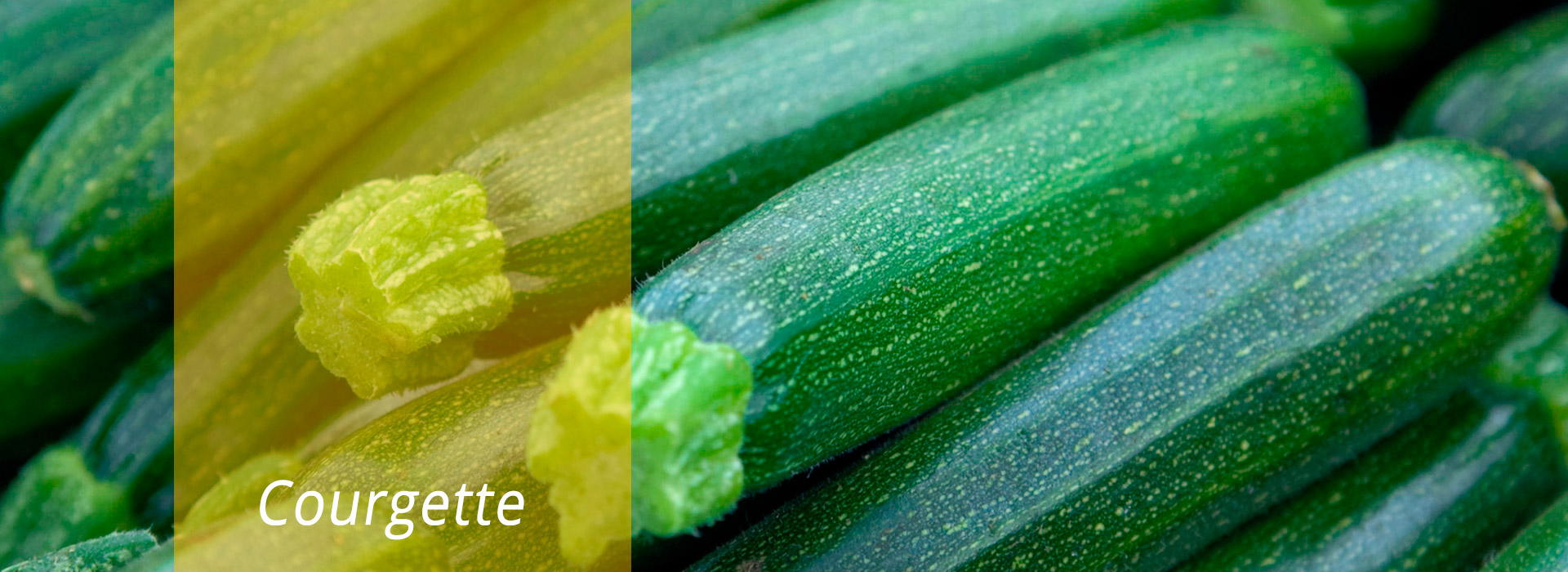 Courgette