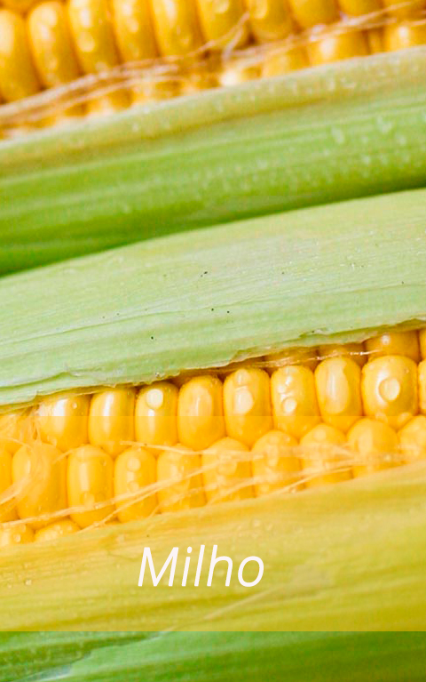 Milho doce
