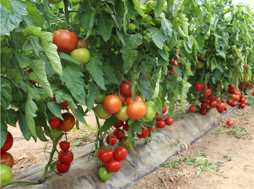 Método de condução para plantação de tomates