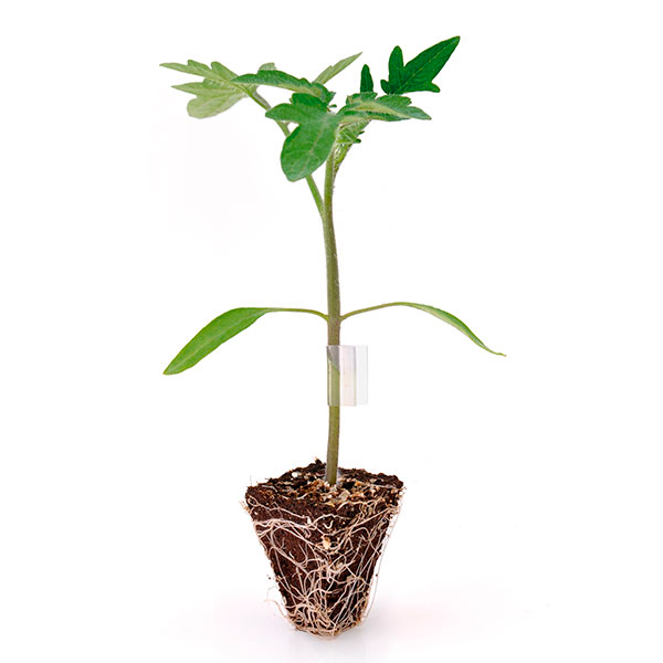 VITALFORT