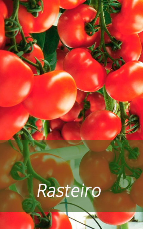 Tomate Rasteiro