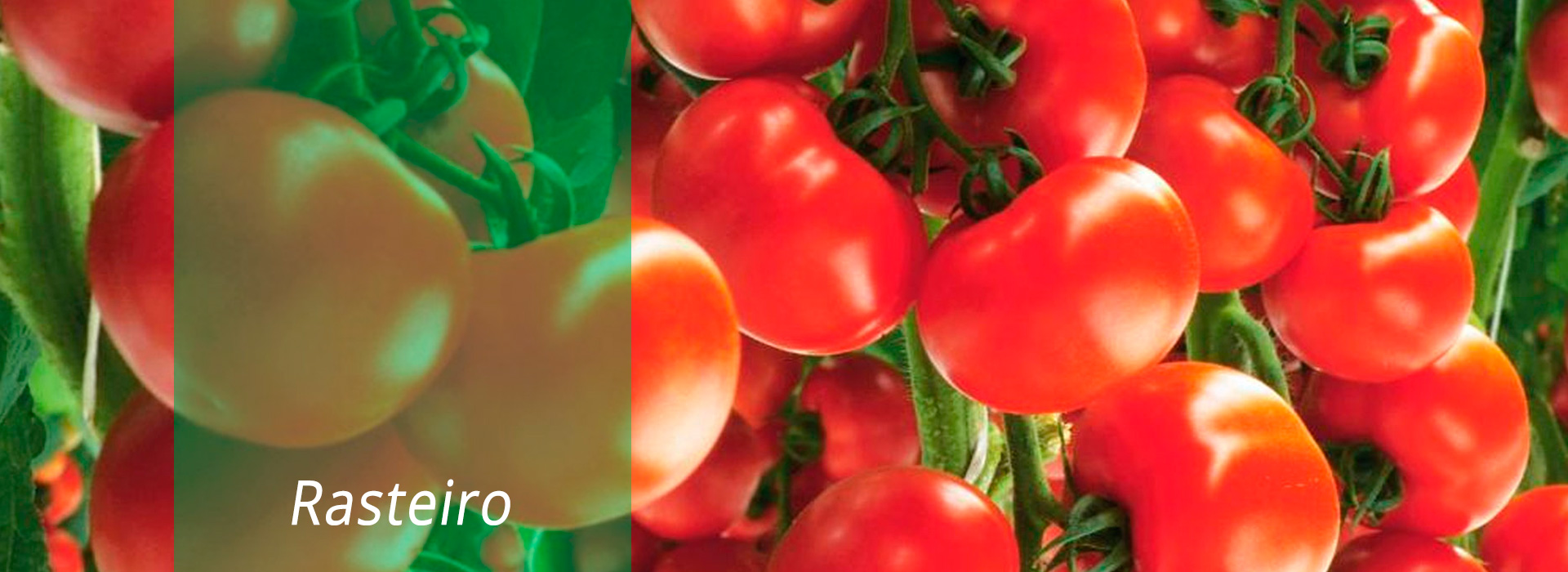 Tomate Rasteiro
